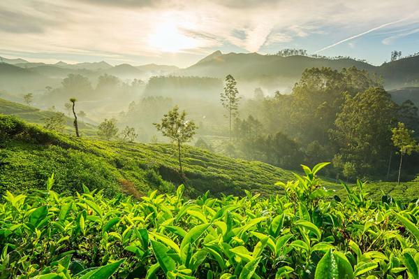 Top Tempo Travellers On Rent in Alappuzha